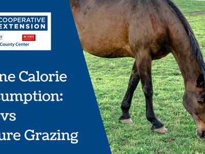Equine Calorie Consumption Hay vs Pasture