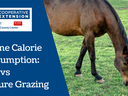 Equine Calorie Consumption Hay vs Pasture