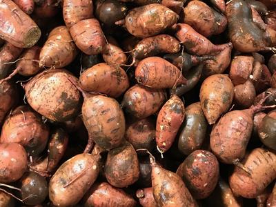 Pile of unwashed sweet potatoes with soil and rootlets