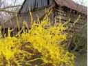 Photo of Forsythia plant