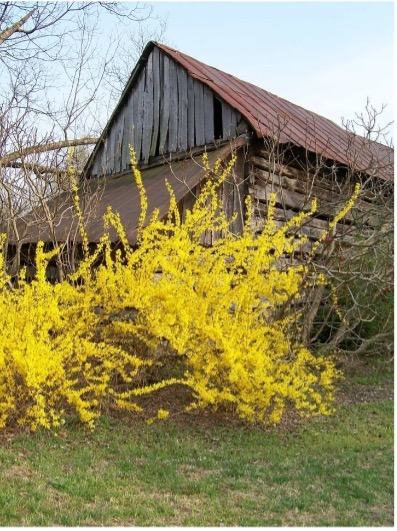 Photo of Forsythia plant