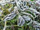 Green plant leaves coated with white frost