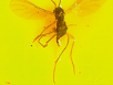 Dark-winged fungus gnat trapped on a yellow sticky card