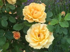 Roses in the learning garden