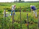 Garden volunteers