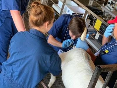 Artificially inseminating a goat