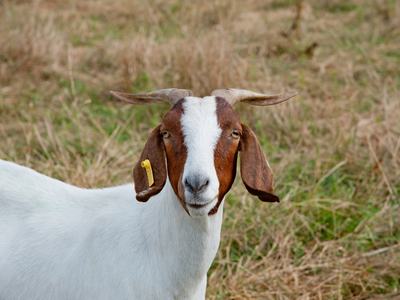 White and brown goat with horns and yellow ear tag facing camera in grassy field