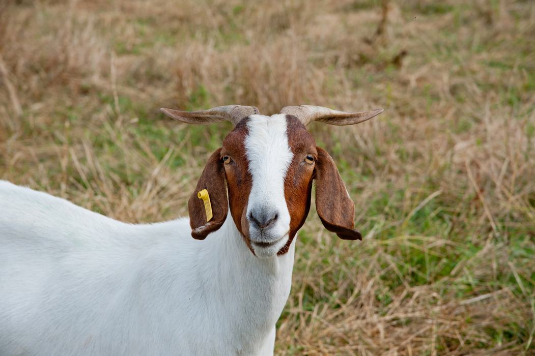 Tagged Goat in a field.
