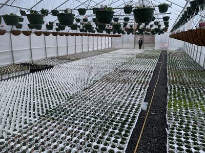 Greenhouse with rows of potted seedlings and hanging baskets, person visible in background