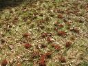 Holes in ground from Ground Bees