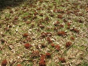 Holes in ground from Ground Bees