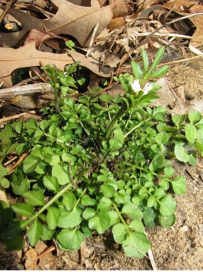 Photo of hairy bittersweet. Green leafy plant that grows close to the ground.