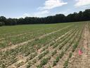 Picture of soybean research trials in Union County