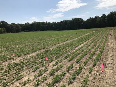 Picture of soybean research trials in Union County