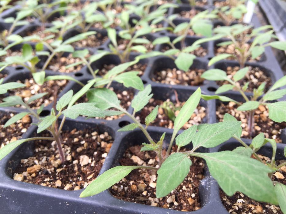 healthy tomato transplants