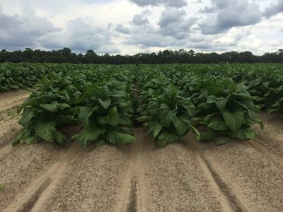 Rows of tobacco plants growing on sandy ridges under a cloudy sky