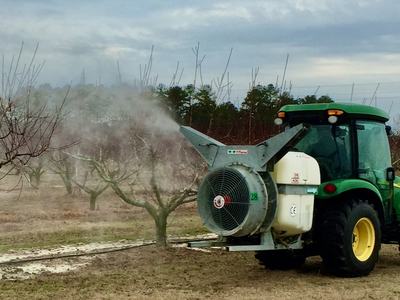 Airblast sprayer with peach trees