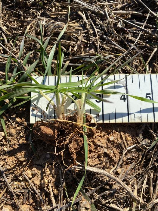 Dug up wheat plants