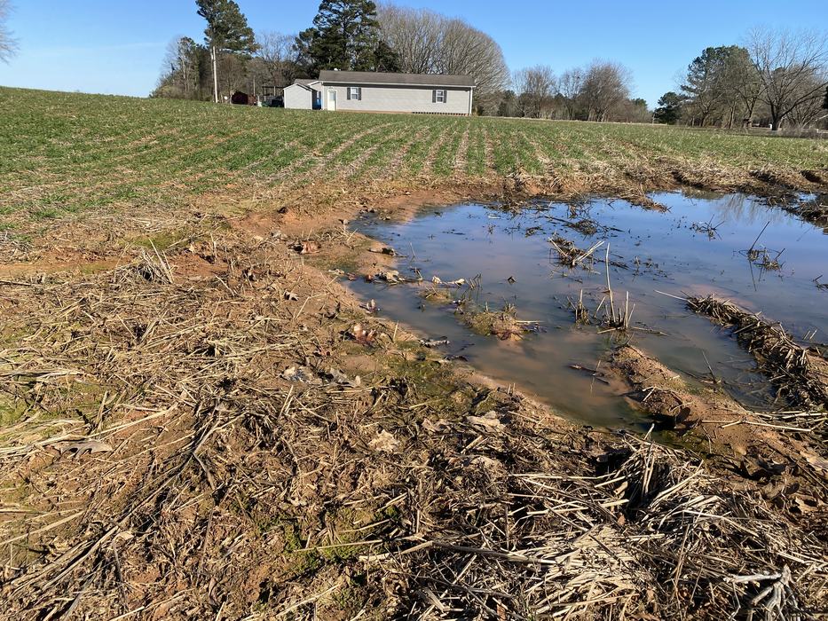 Standing water in wheat field