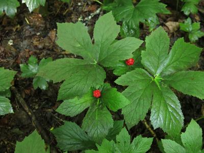 goldenseal with fruit