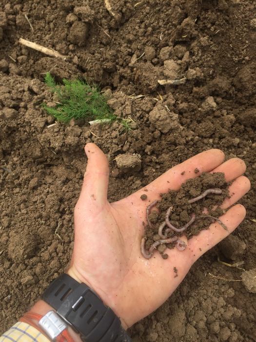 Earthworms in soil