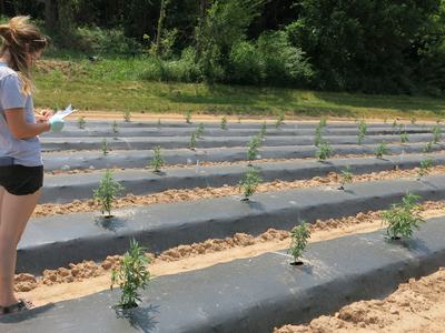 woman collecting data in hemp field