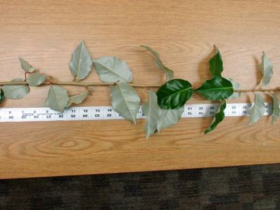 Thorny eleagnus