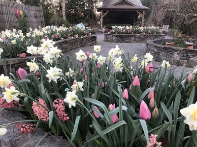 BG bulbs