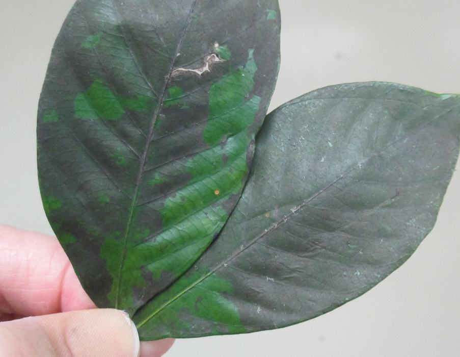 Sooty mold on the upper leaf surfaces
