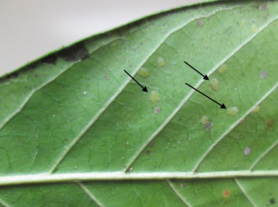 Leaf underside
