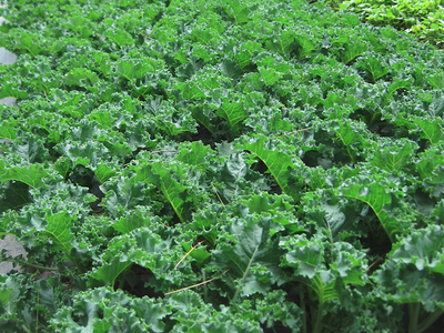 Kale Growing