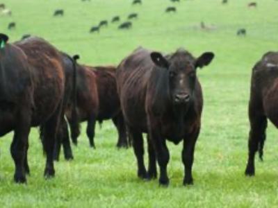 Livestock in a field