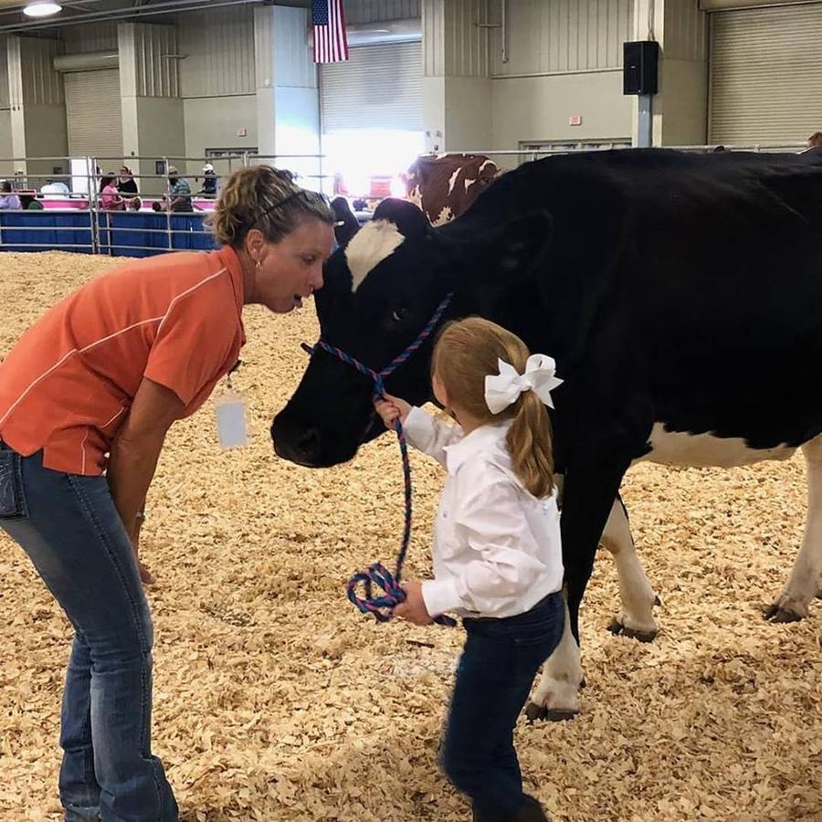 4-H'er interacts with judge while showing her dairy heifer. 