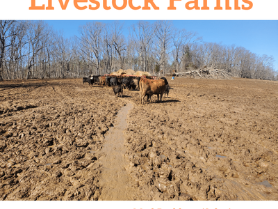 Mud Management: Save the Date for Livestock Farms — April 6, 7pm; go.ncsu.edu/mud
