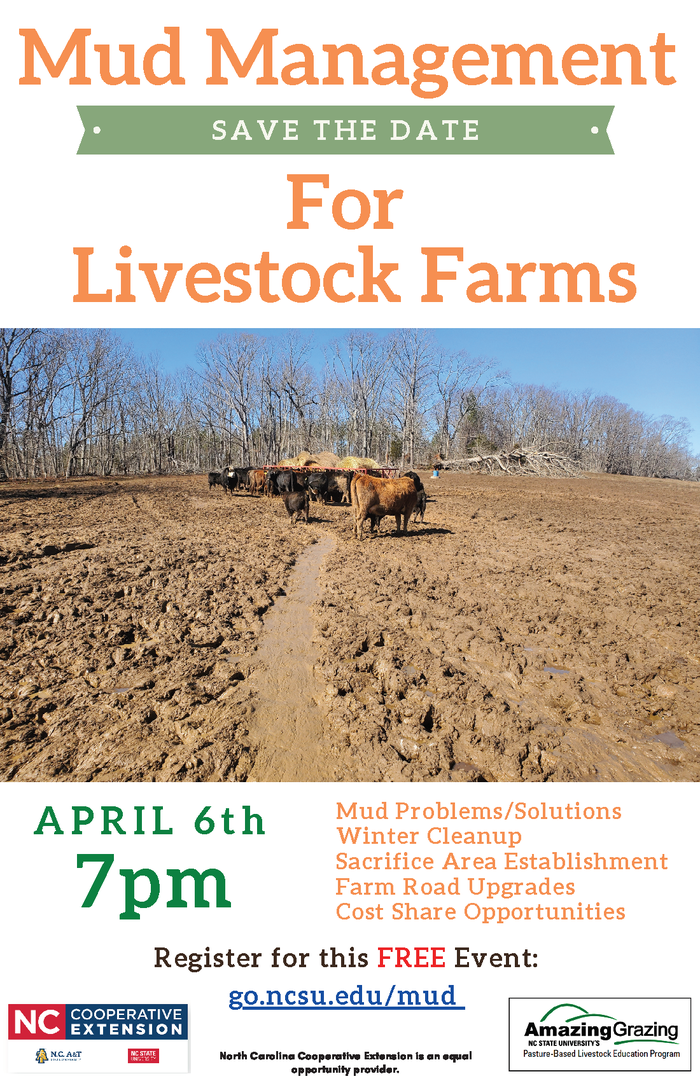 Cattle in muddy field