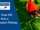 Starting a Pollinator Garden in NC