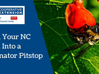 Starting a Pollinator Garden in NC