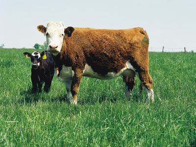Brown-and-white cow standing in grassy field with black calf at her side.
