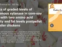 Graded exogenous xylanase in corn-soy diets with amino acid and fat levels, broiler chickens