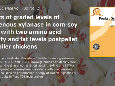 Graded exogenous xylanase in corn-soy diets with amino acid and fat levels, broiler chickens