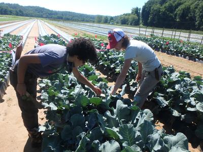 two people harvesting broccoli