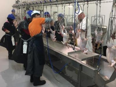 workers processing chicken carcasses at the Petersburg Poultry Processing facility