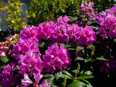 purple flowers