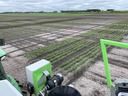 From tractor cab, planted field with young crop rows and rectangular grid test plots