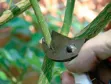 Hand using pruning shears cutting a green plant stem