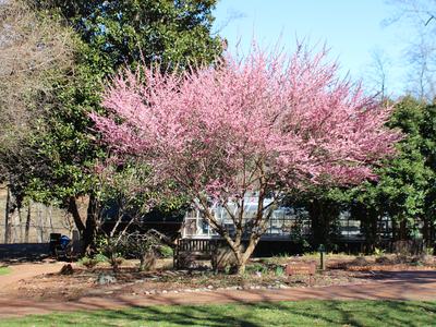 Japanese flowering apricot