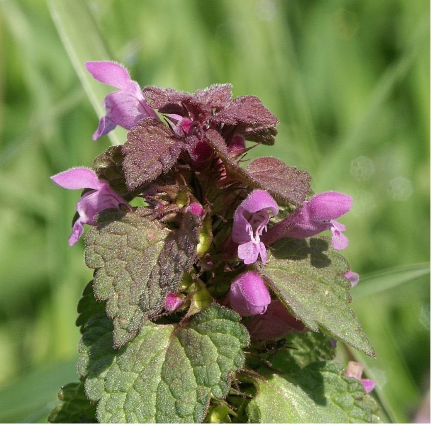 Photo of Purple Dead Nettle. Plant with purple flowers and fuzzy green leaves.