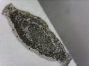Fully developed larval case