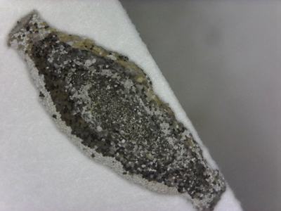 Fully developed larval case