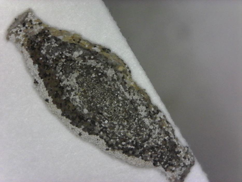 Fully developed larval case